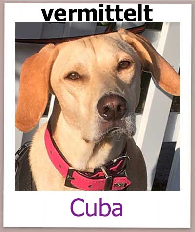 Cuba Tierschutz Zypern Hund vermittelt