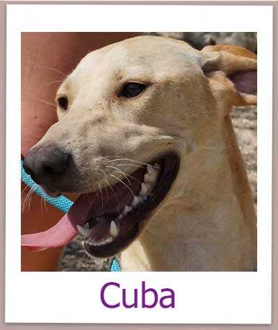 Notfellchen Cuba aus dem Julia Tierheim auf Zypern sucht eine eigene Familie.