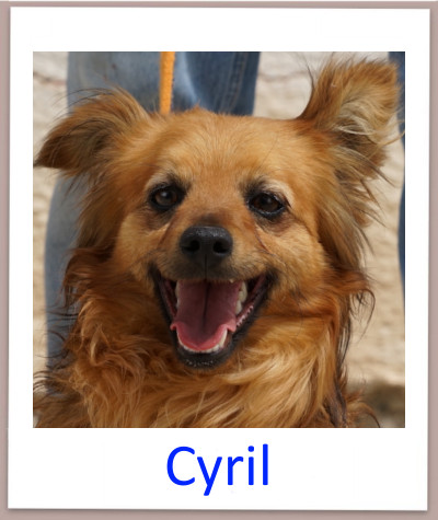Cyril prof