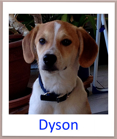 Dyson prof n
