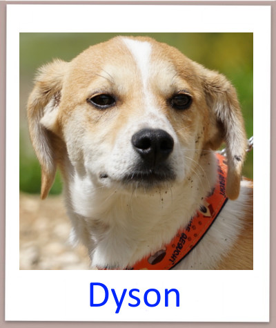 Dyson prof