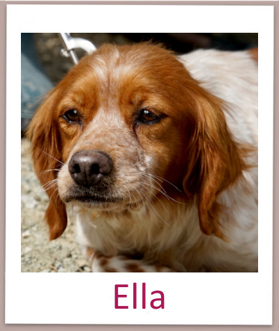 Ella prof