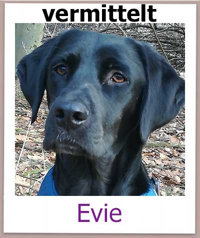 Evie ist ein Hund aus dem Tierschutz und kommt aus Zypern und wohnt jetzt in Deutschland.
