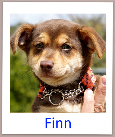 Finn prof