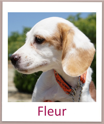 Fleur prof