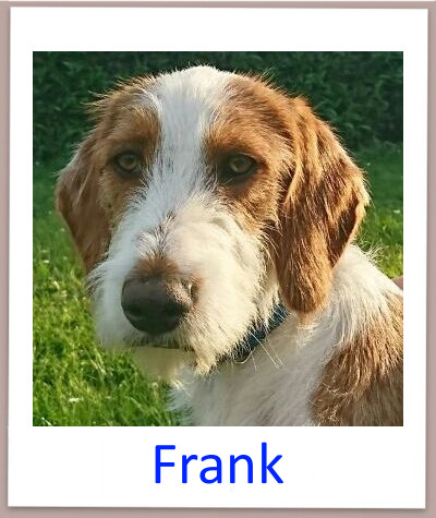 Frank prof n