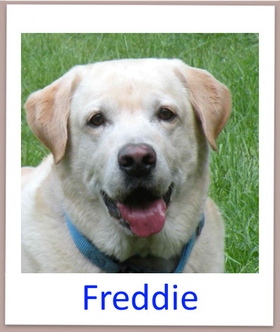 Freddie prof n