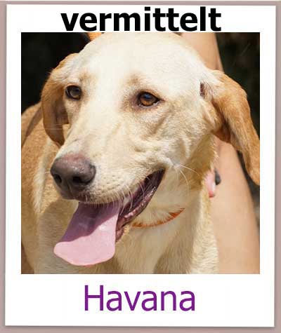 Havana Tierschutz Zypern Hund vermittelt