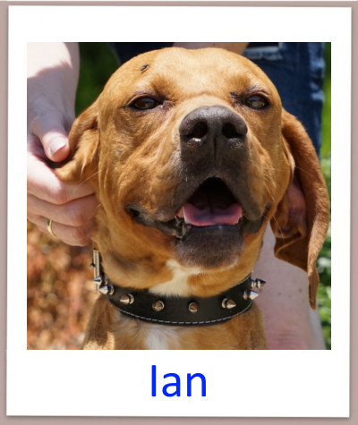 Ian prof