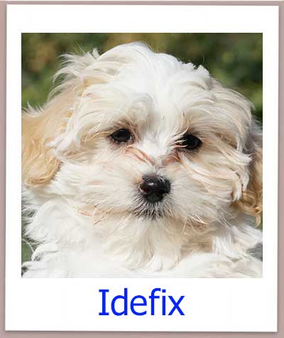Idefix prof