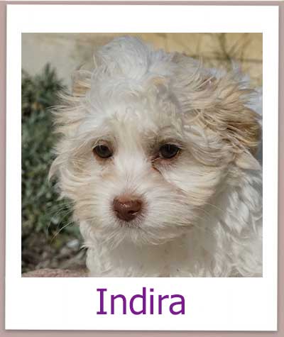 Indira prof