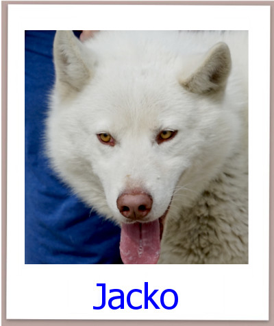 Jacko prof