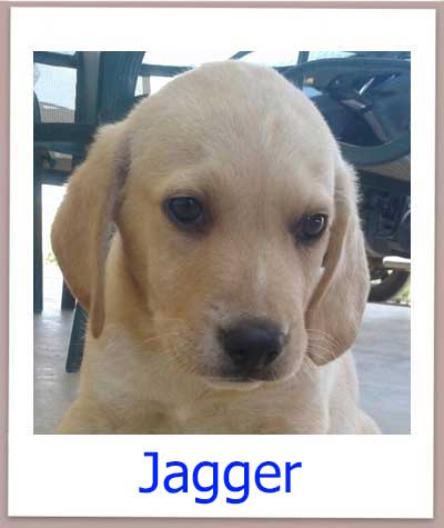 Jagger prof