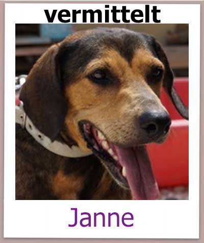 Janne Tierschutz Zypern Hund vermittelt