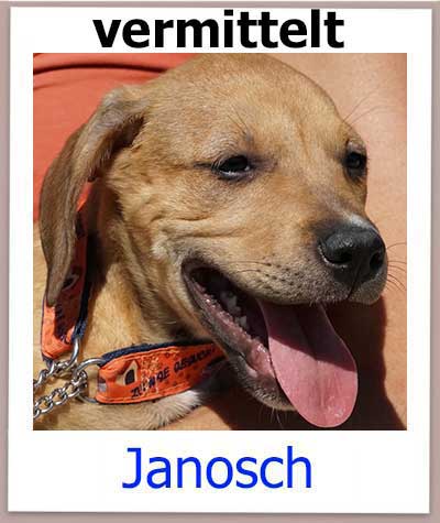 Janosch Tierschutz Hund Zypern vermittelt