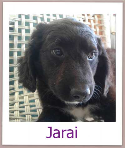 Jarai prof
