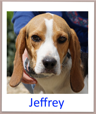 Jeffrey prof