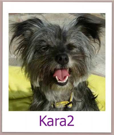 Kara2 prof neu