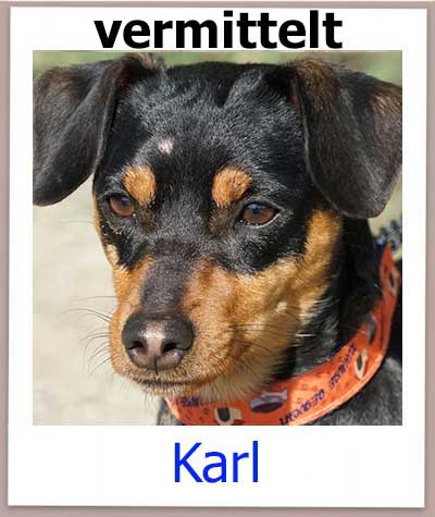 Der Mischling Karl aus Zypern sucht ein Zuhause und kommt aus dem Tierheim.