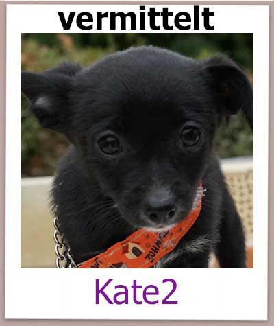 Kate2 Tierschutz Hund Zypern vermittelt NEU