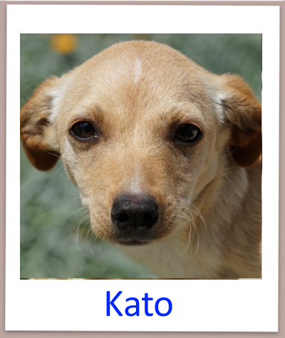 Kato prof