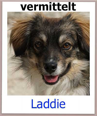Laddie Tierschutz Hund Zypern vermittelt