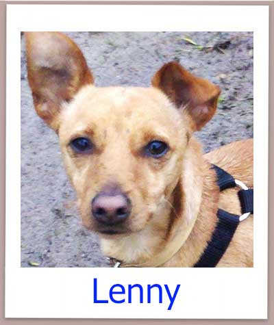 Lenny prof NEU