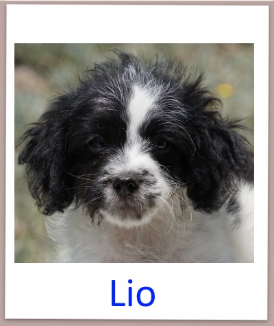 Lio prof