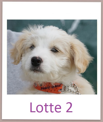 Lotte2 prof