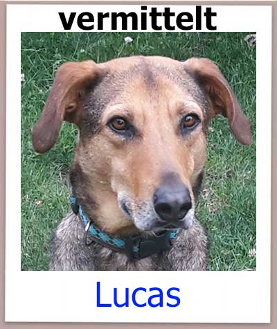 Schäferhund Mix mit Leishmaniose aus dem Tierschutz auf Zypern hat ein Zuhause.