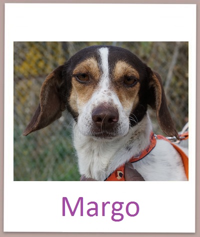 Margo prof