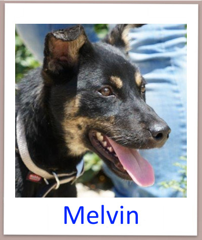 Melvin prof