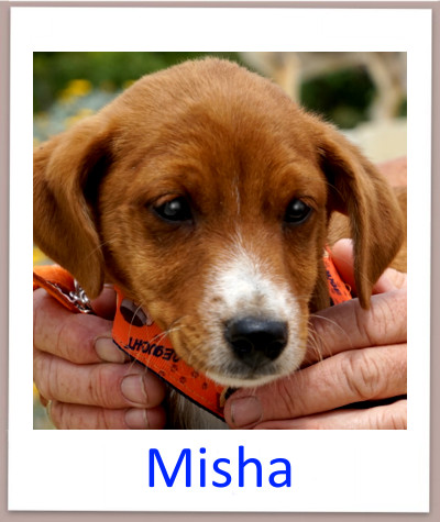 Misha prof