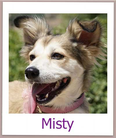 Misty prof