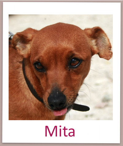 Mita prof