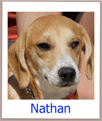 Nathan prof