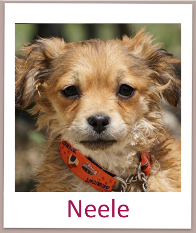 Neele prof