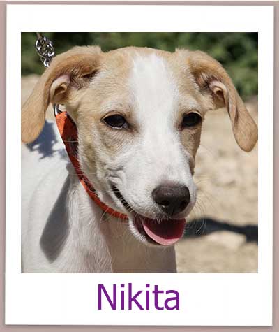 Nikita prof