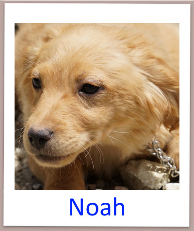 Noah prof