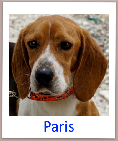 Paris prof