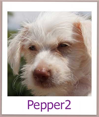 Pepper2 prof