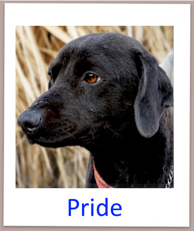 Pride prof