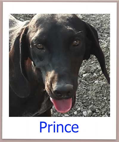 Prince prof neu