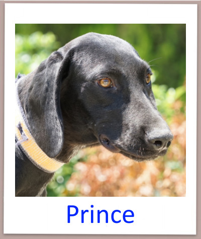 Prince prof