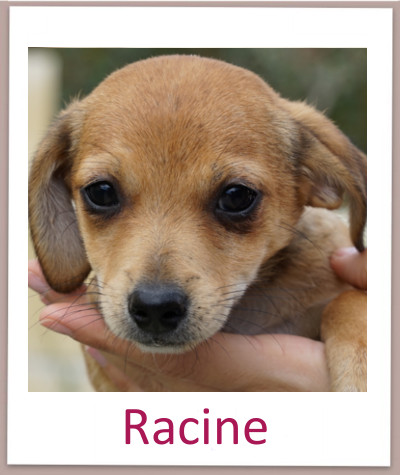 Racine prof