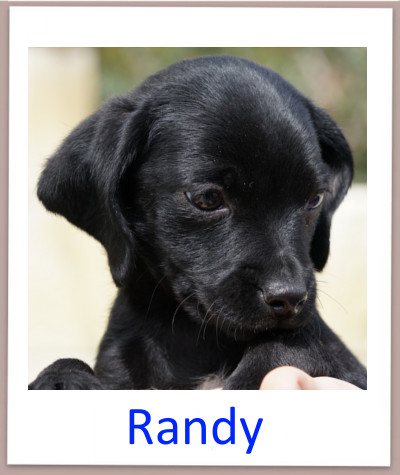 Randy prof