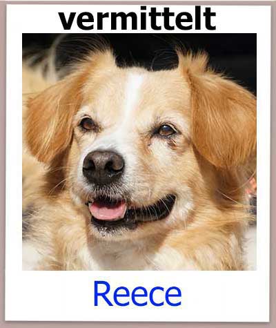 Reece Tierschutz Hund Zypern vermittelt neu