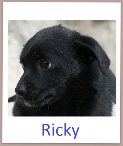Ricky prof