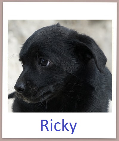 Ricky prof