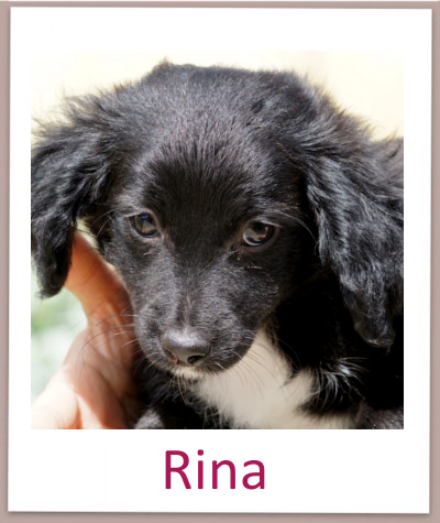 Rina prof